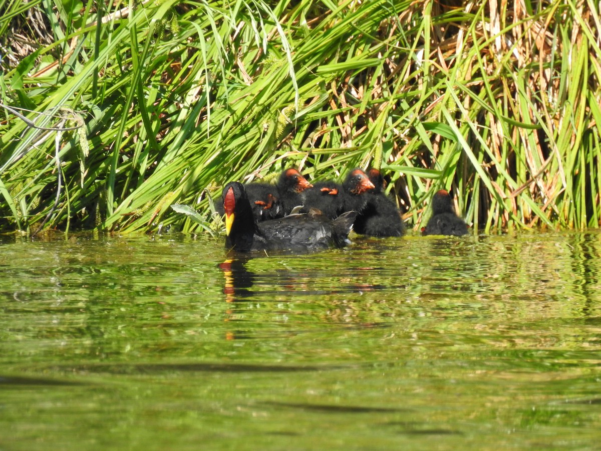 Red-fronted Coot - ML646077665