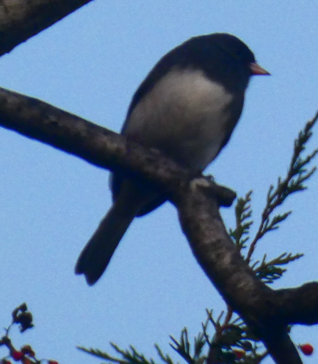 Dark-eyed Junco - ML646077666