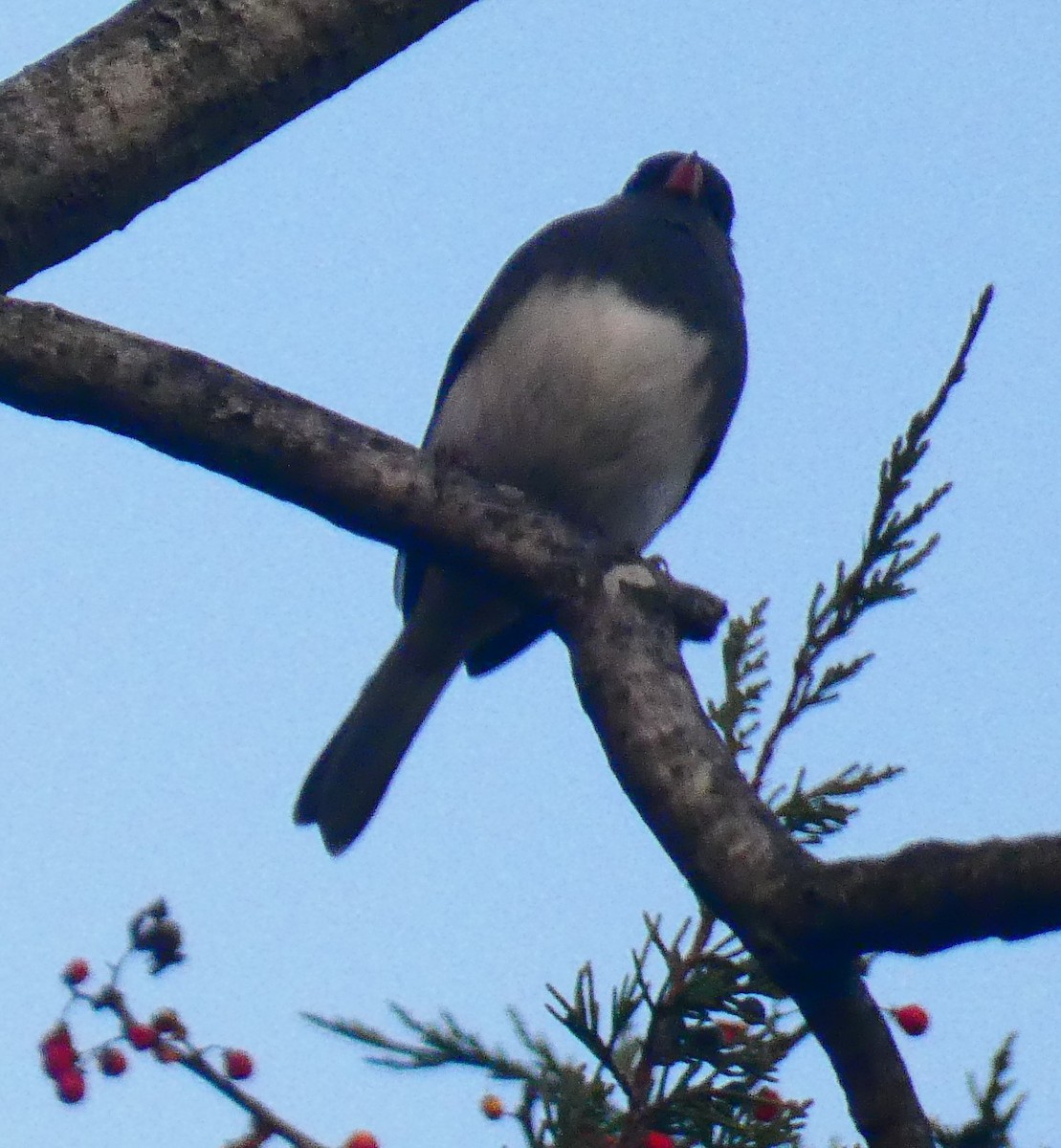 Dark-eyed Junco - ML646077667