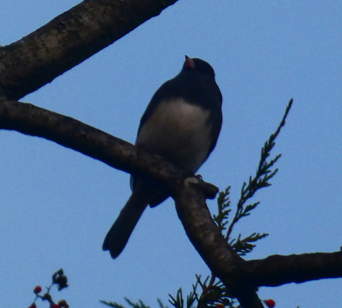 Dark-eyed Junco - ML646077668