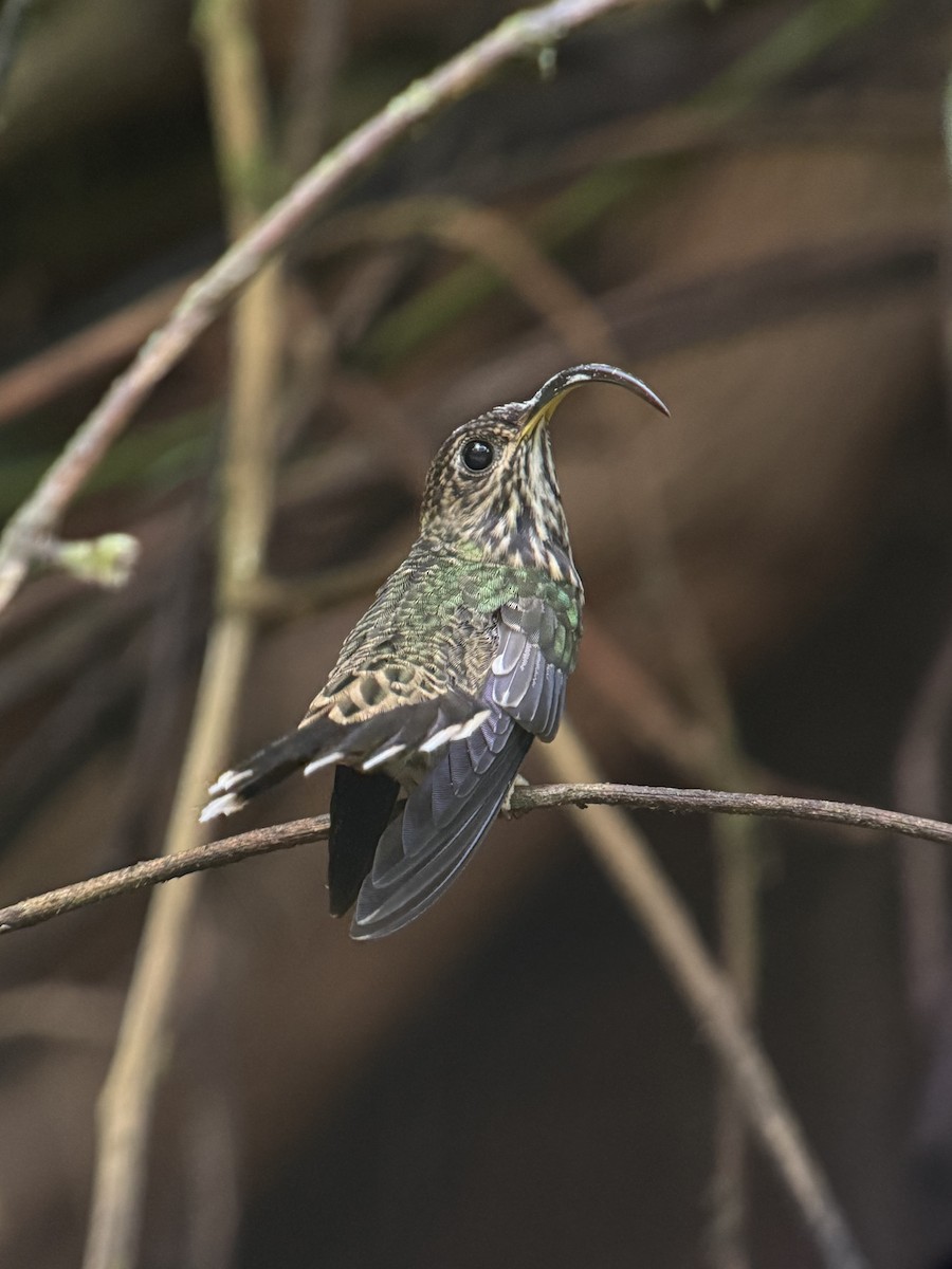White-tipped Sicklebill - ML646077676