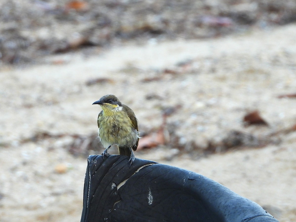 medosavka mnohobarvá - ML646077679