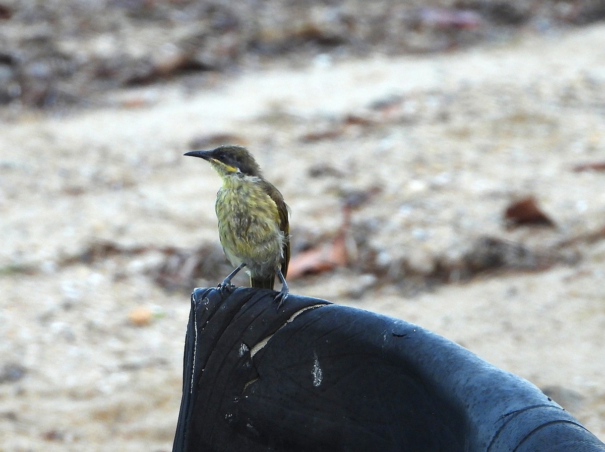 medosavka mnohobarvá - ML646077680