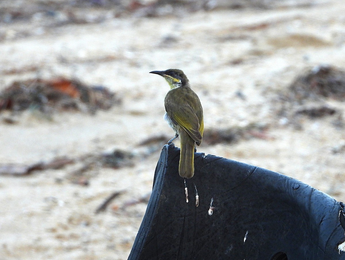 medosavka mnohobarvá - ML646077681