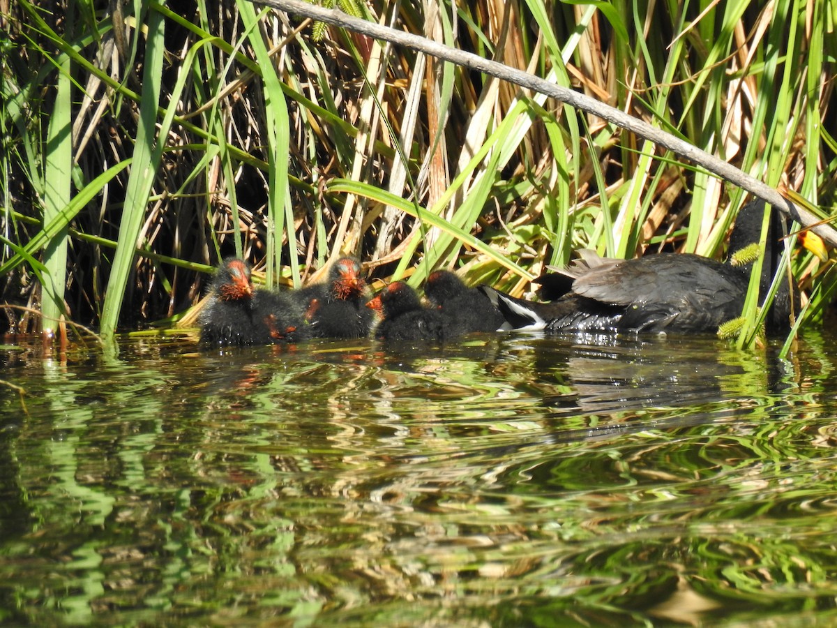 Red-fronted Coot - ML646077682
