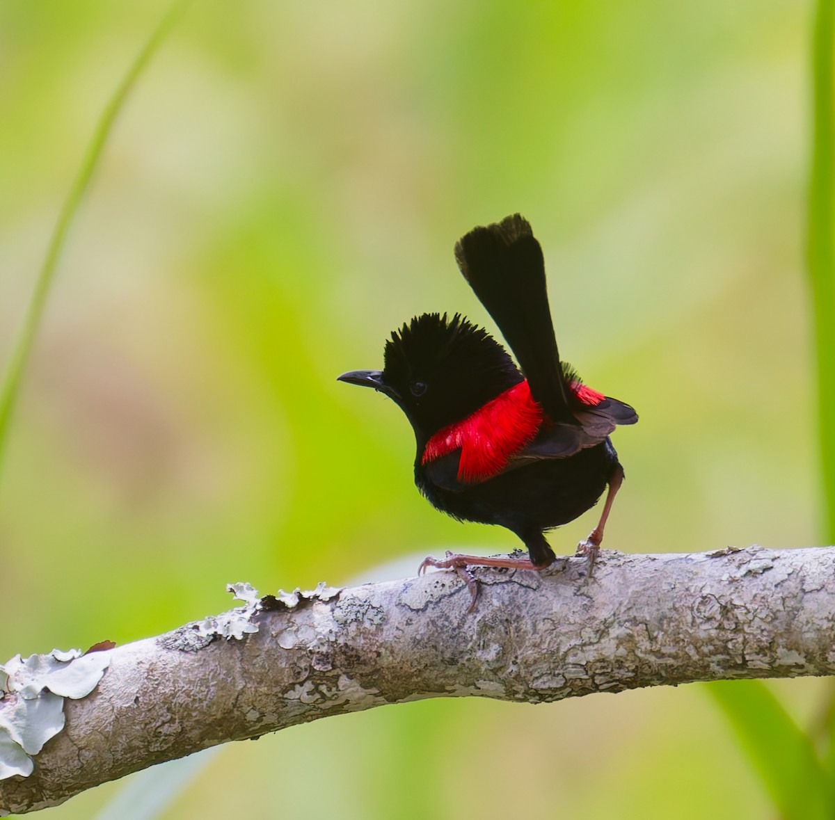 černáček rudohřbetý - ML646077683