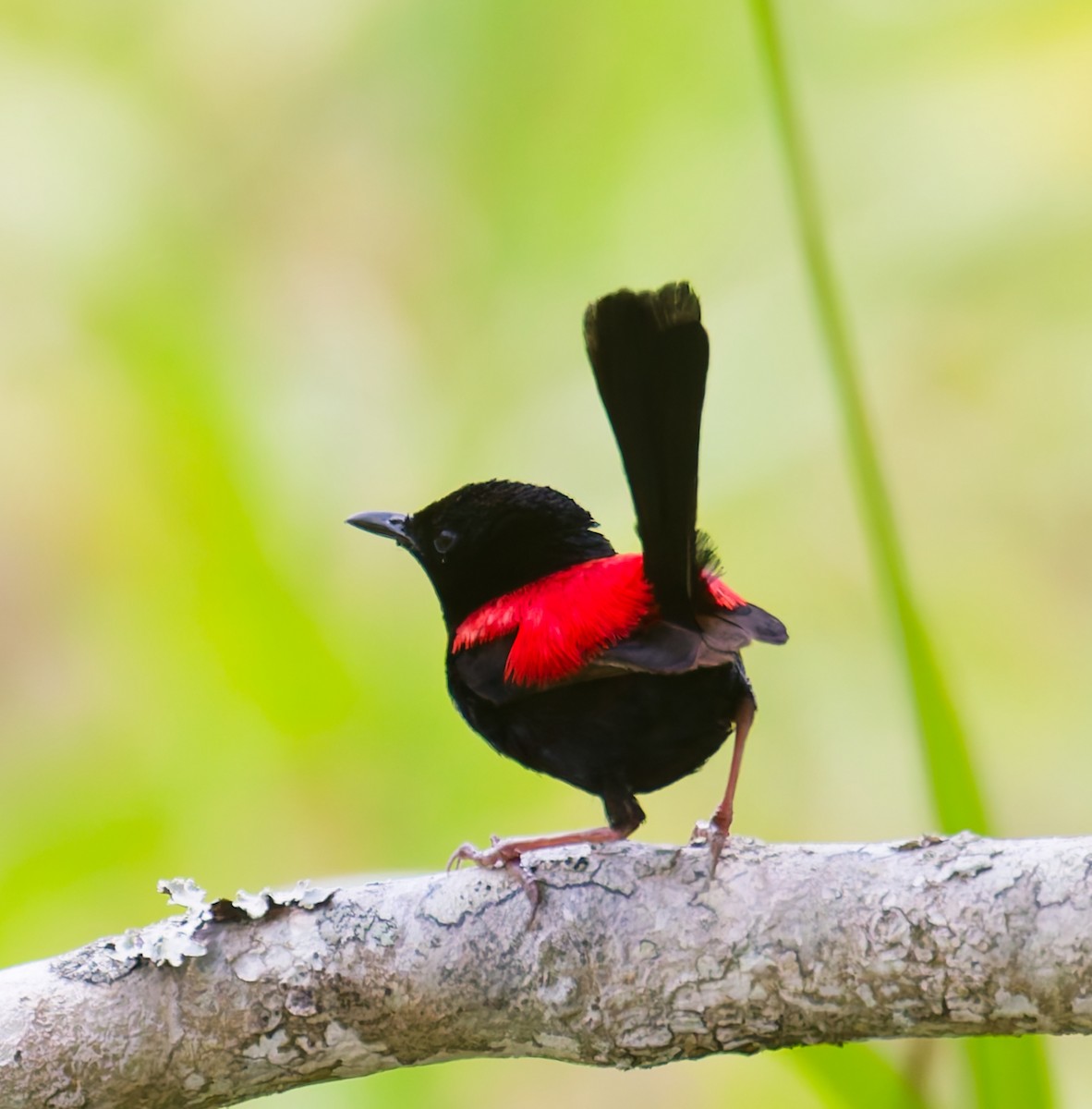 černáček rudohřbetý - ML646077684