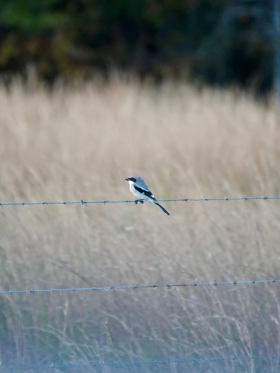 ťuhýk americký - ML646077685