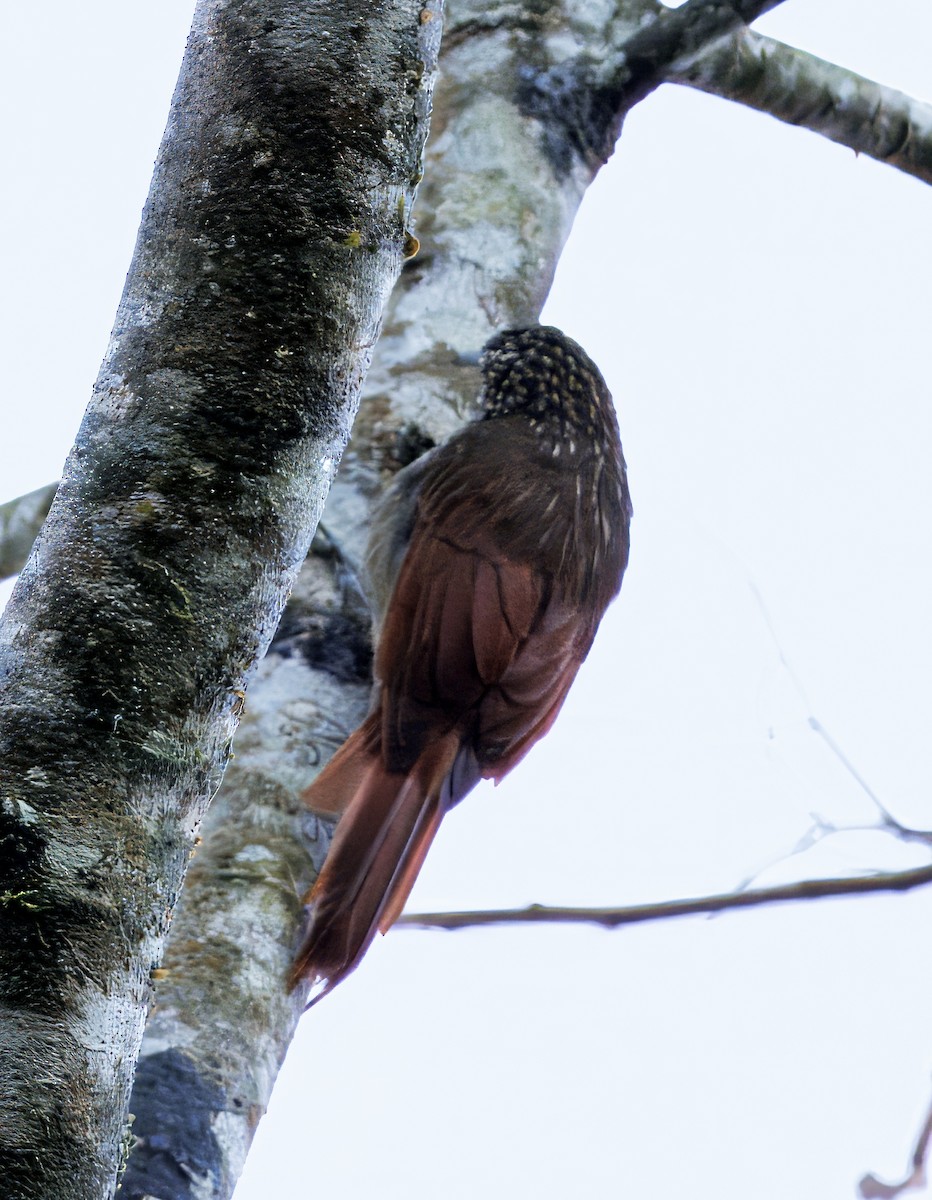 Streak-headed Woodcreeper - ML646077687