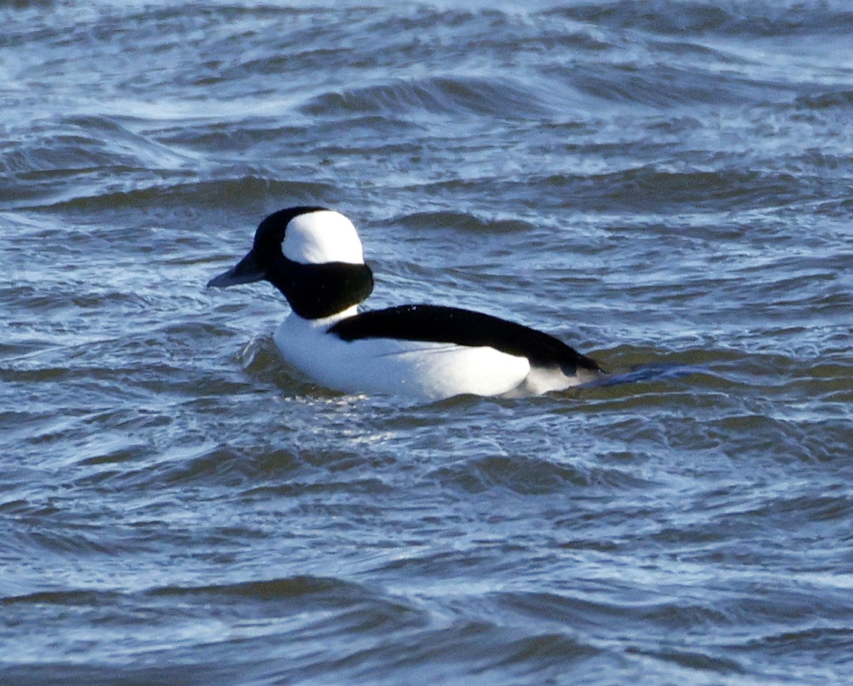 Murgilari buruzuria - ML646077688