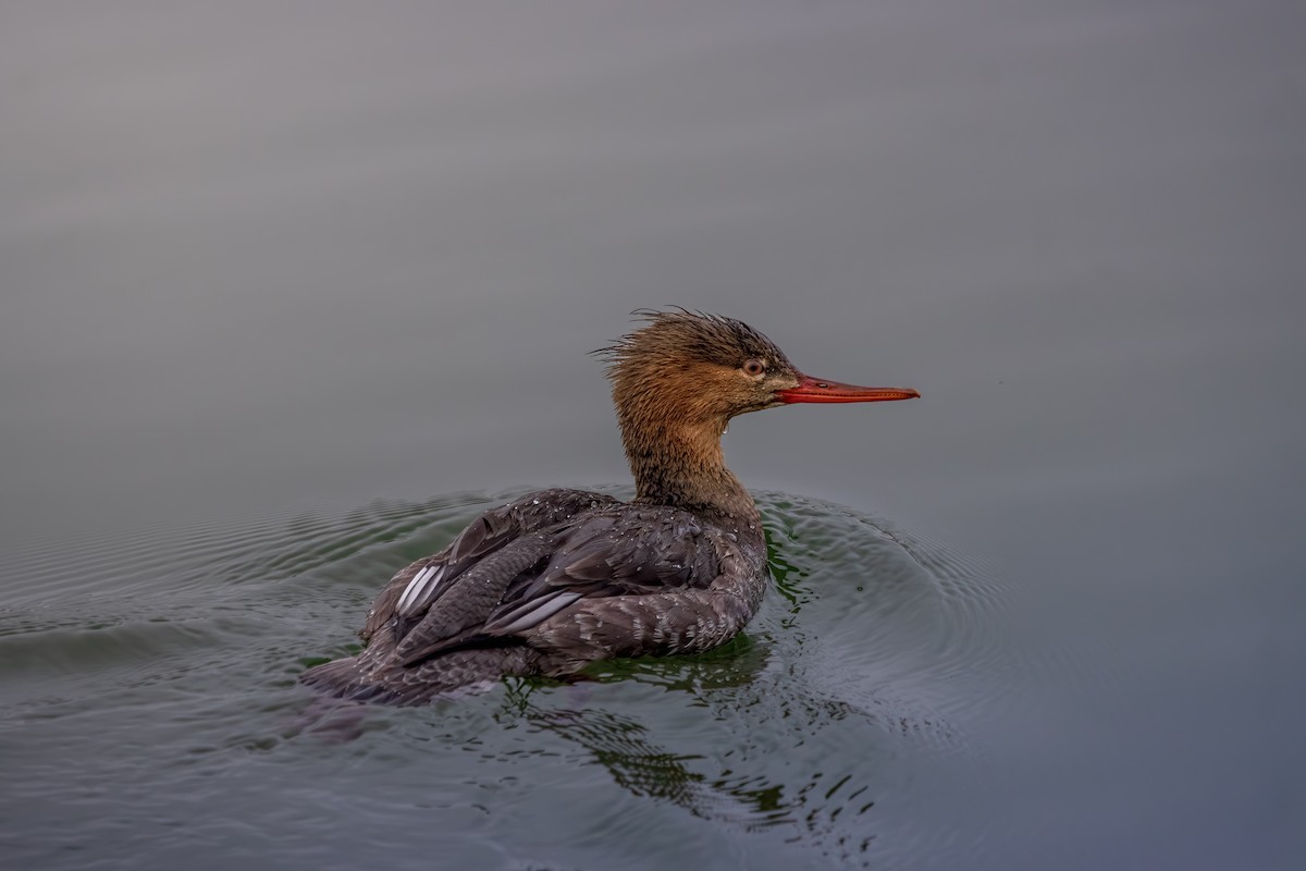 morčák prostřední - ML646077689