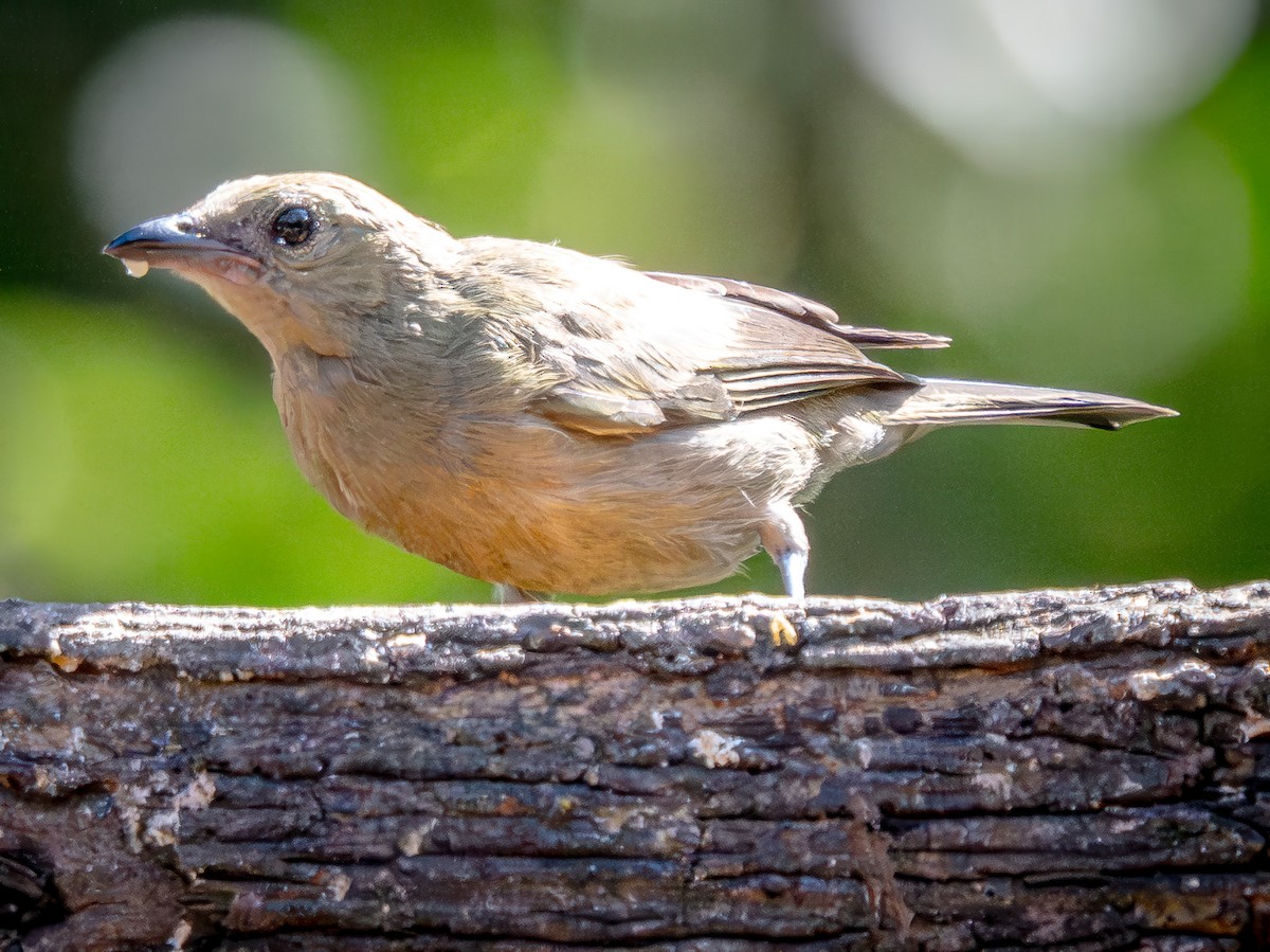 Palm Tanager - ML646077690