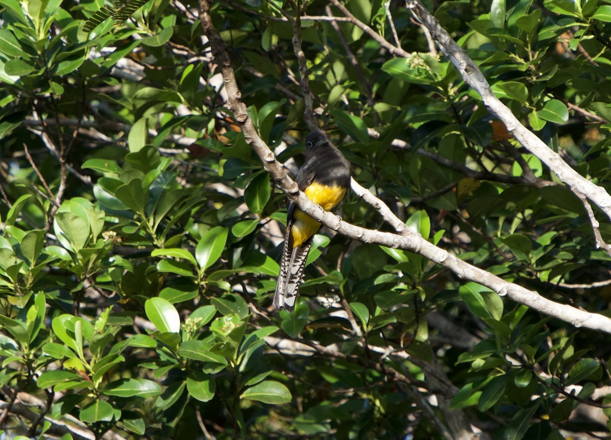 trogon volavý - ML646077691