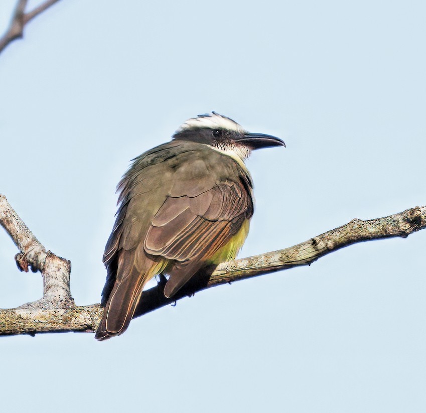 Boat-billed Flycatcher - ML646077695