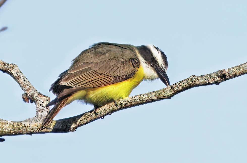 Boat-billed Flycatcher - ML646077696
