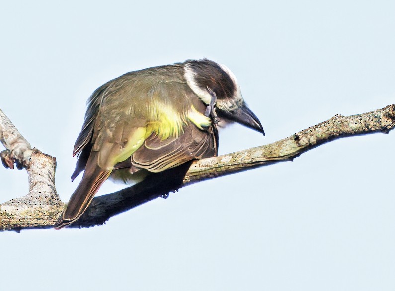 Boat-billed Flycatcher - ML646077697