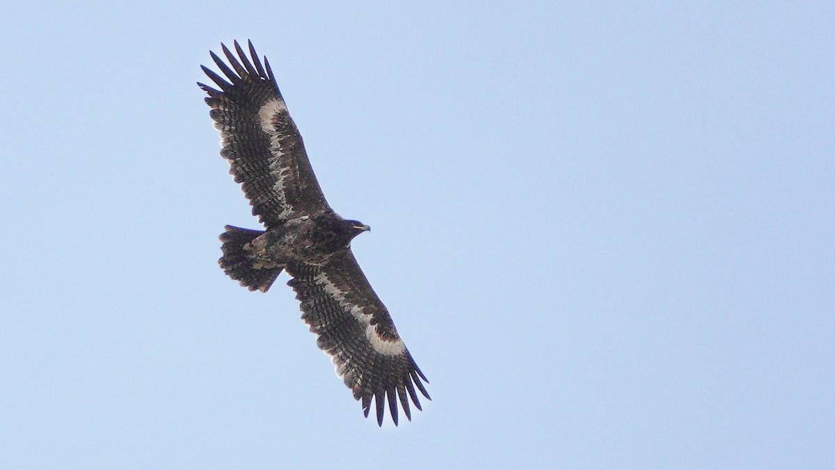 orel stepní - ML646077698