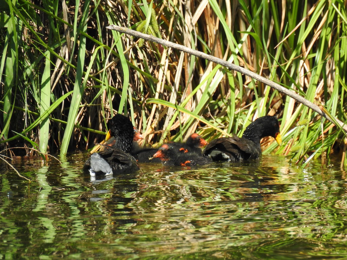 lyska červenočelá - ML646077700