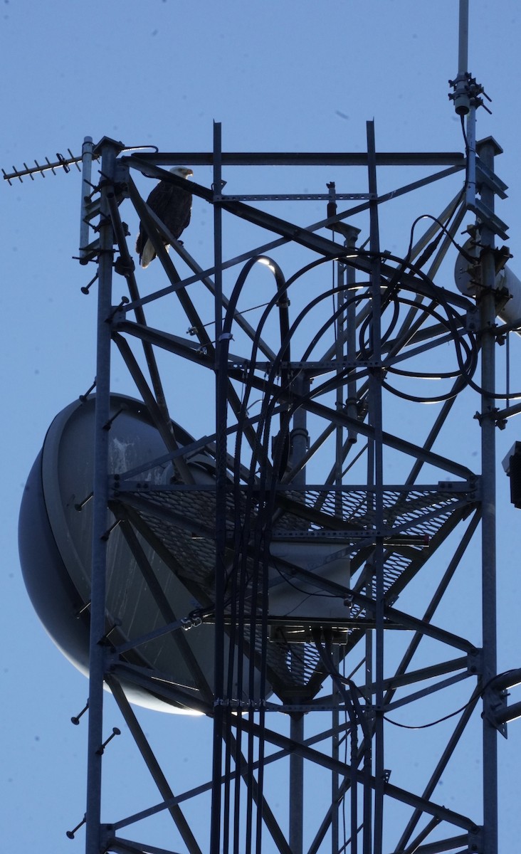 orel bělohlavý - ML646077702