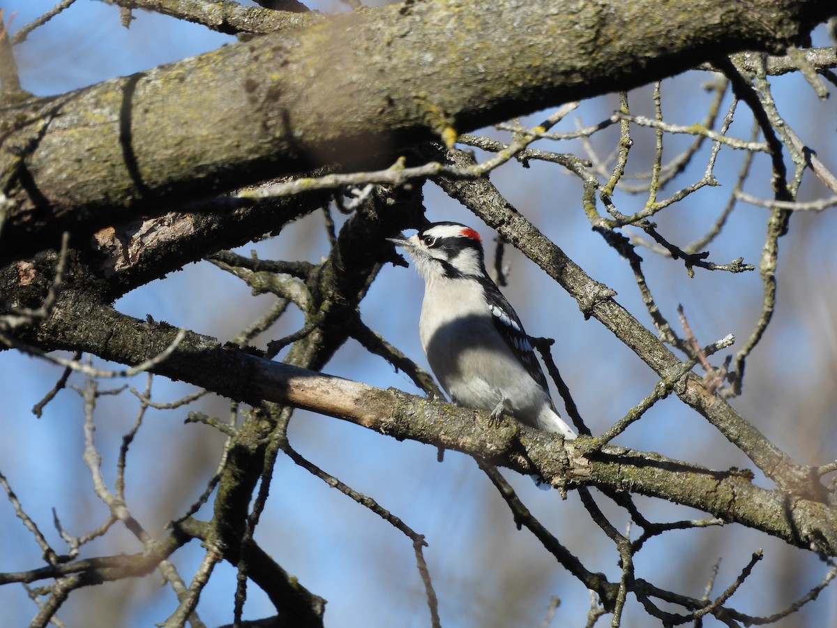 strakapoud osikový - ML646077703