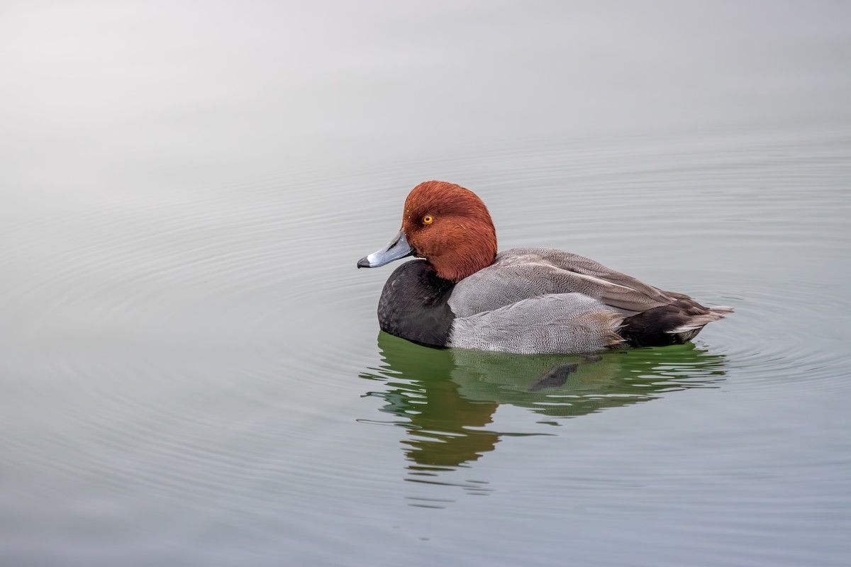 polák americký - ML646077704