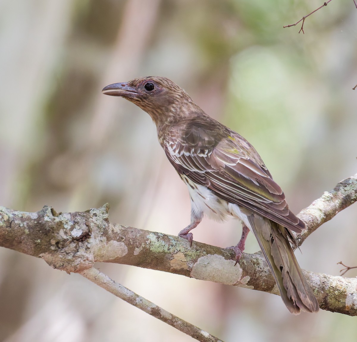 fíkovec australasijský - ML646077705