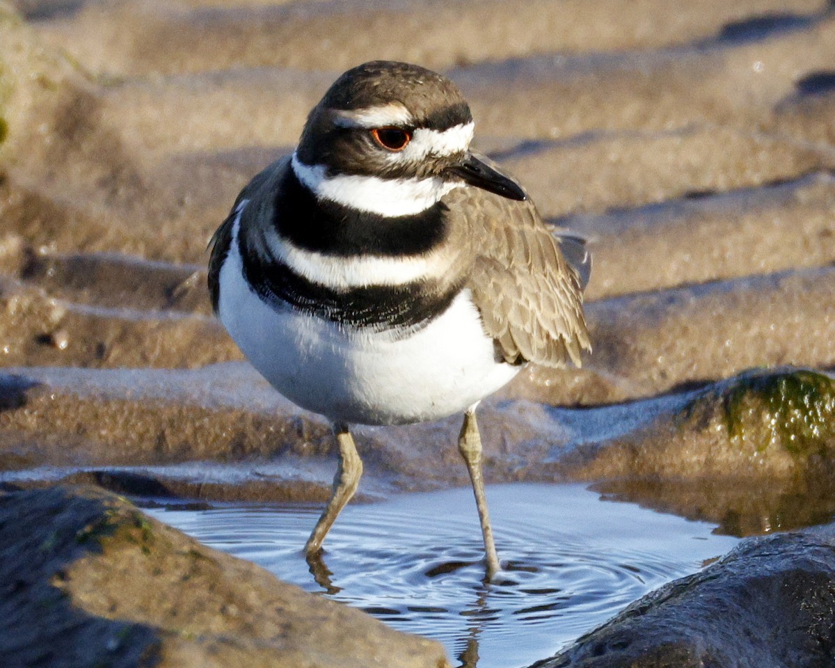 kulík rezavoocasý - ML646077706