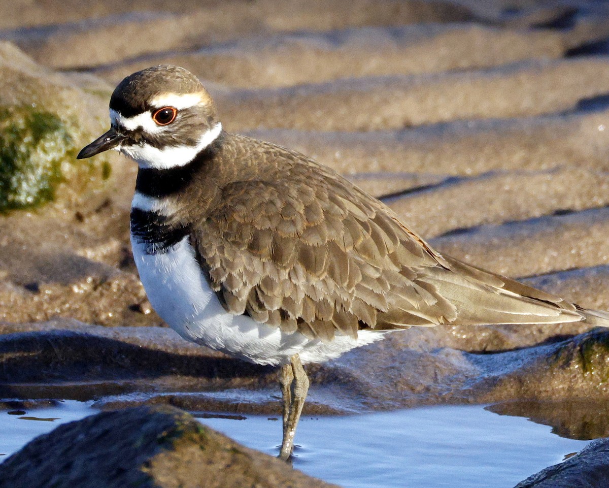 kulík rezavoocasý - ML646077707