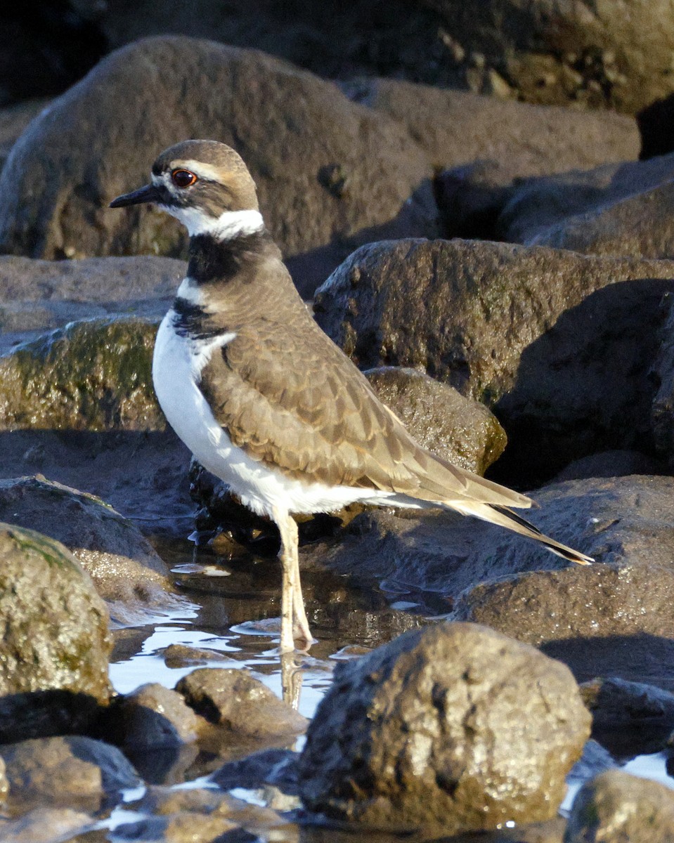 kulík rezavoocasý - ML646077708