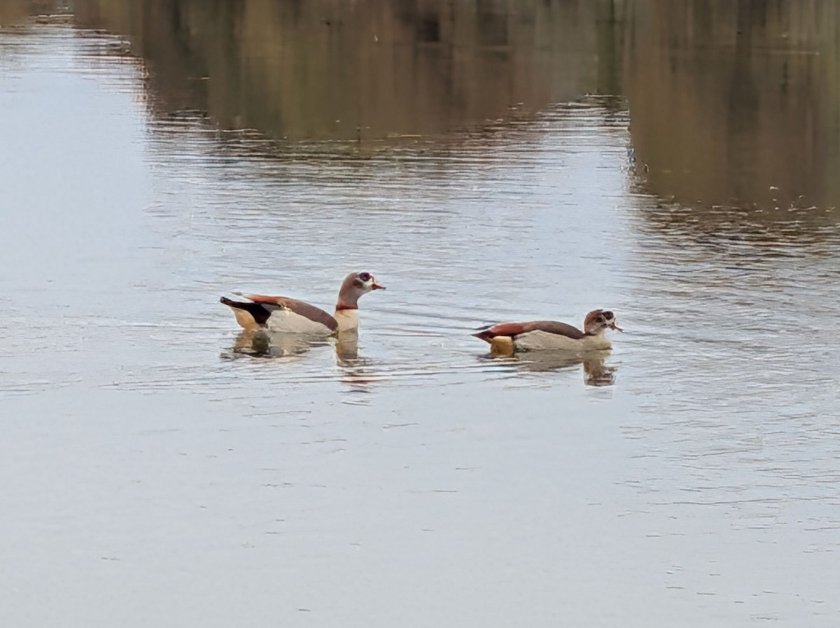 Egyptian Goose - ML646077710