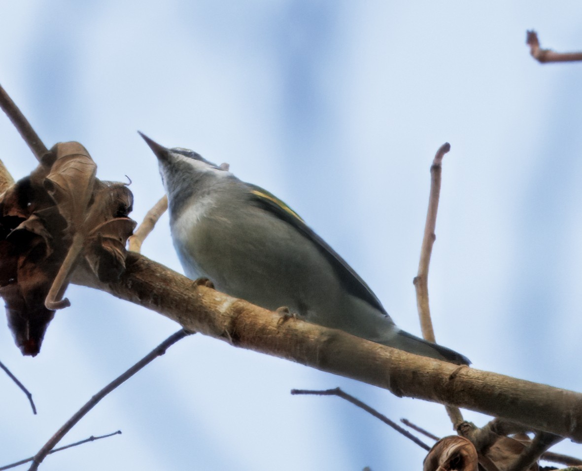 Paruline à ailes dorées - ML646077711