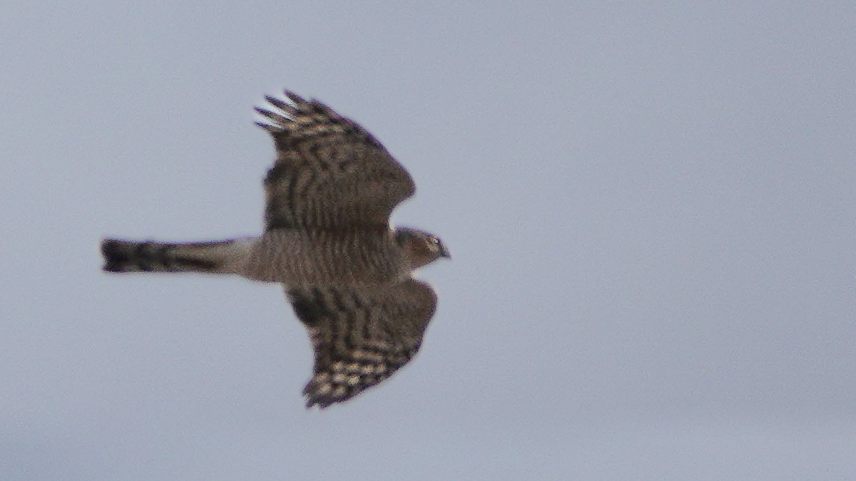 Eurasian Sparrowhawk - ML646077712
