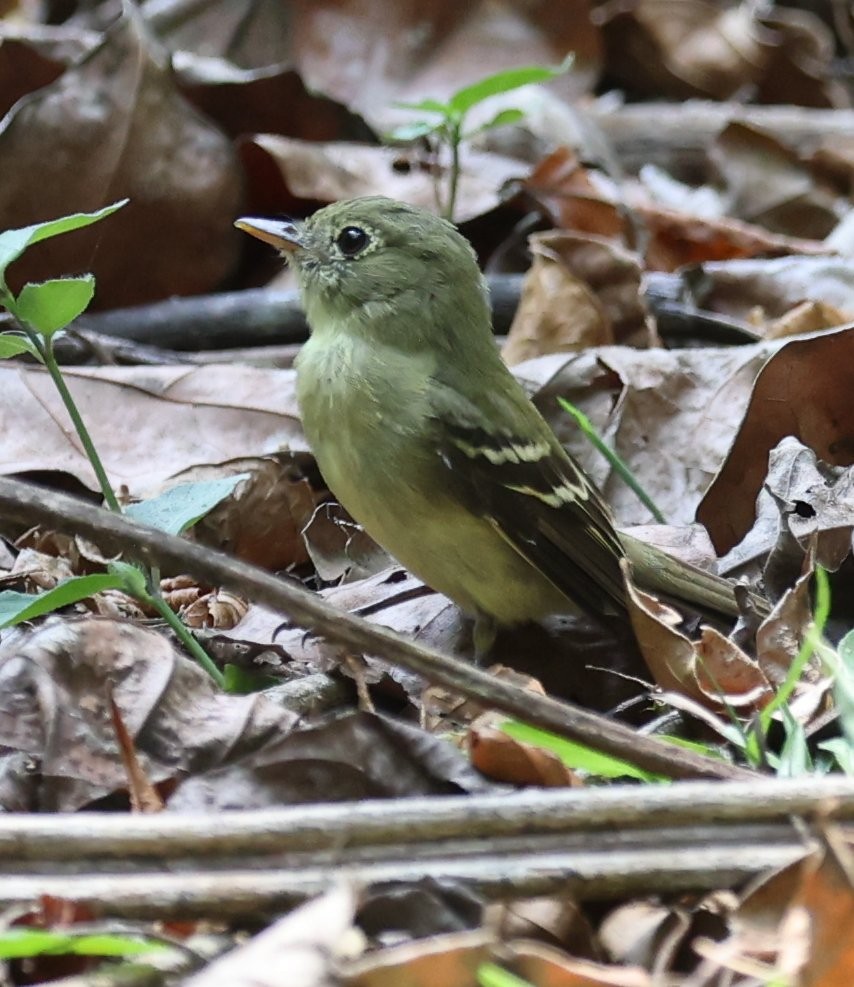 חטפית Empidonax בלתי-מזוהה - ML646077713