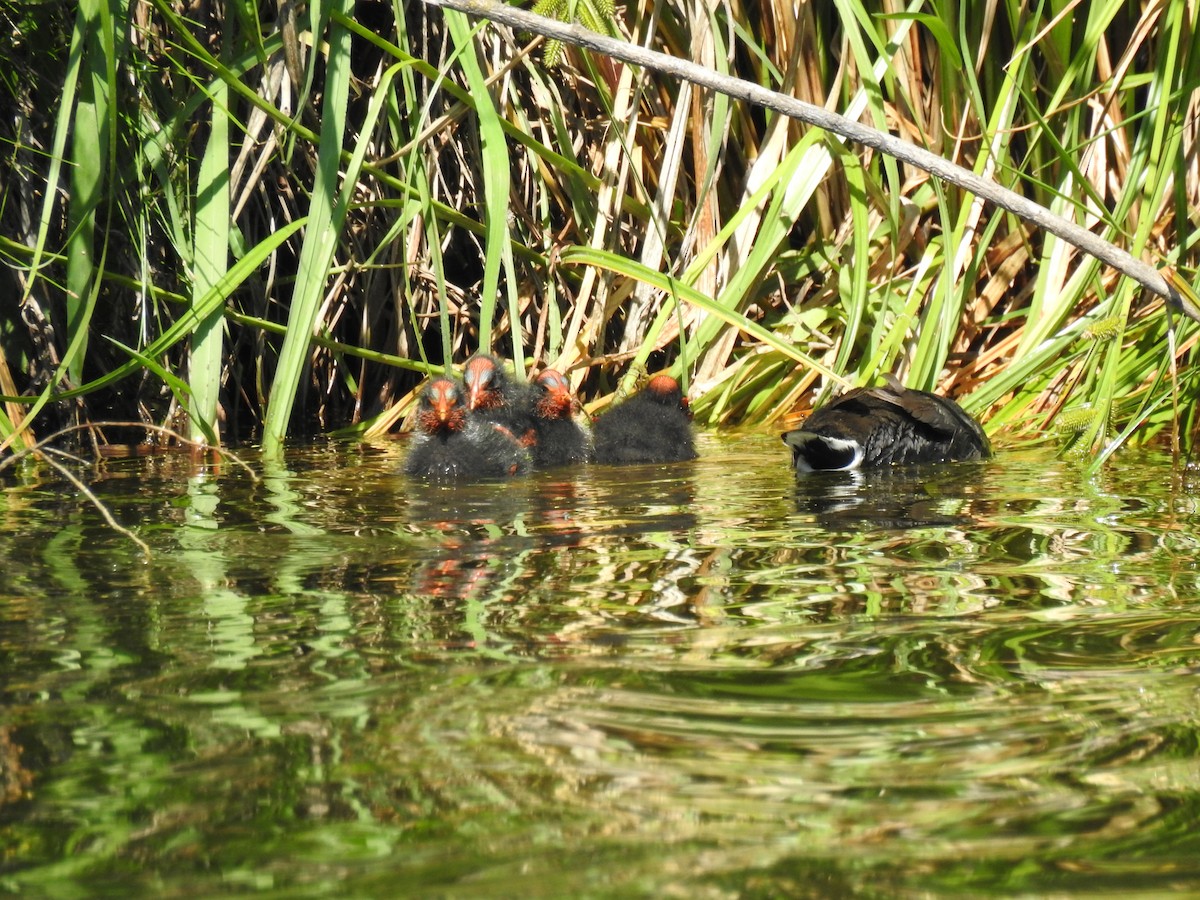Red-fronted Coot - ML646077718