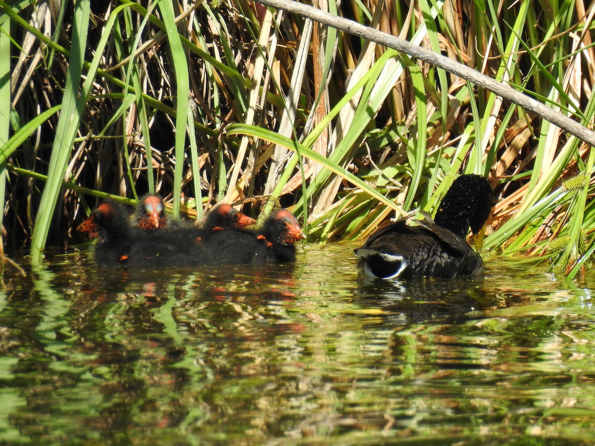 Red-fronted Coot - ML646077734