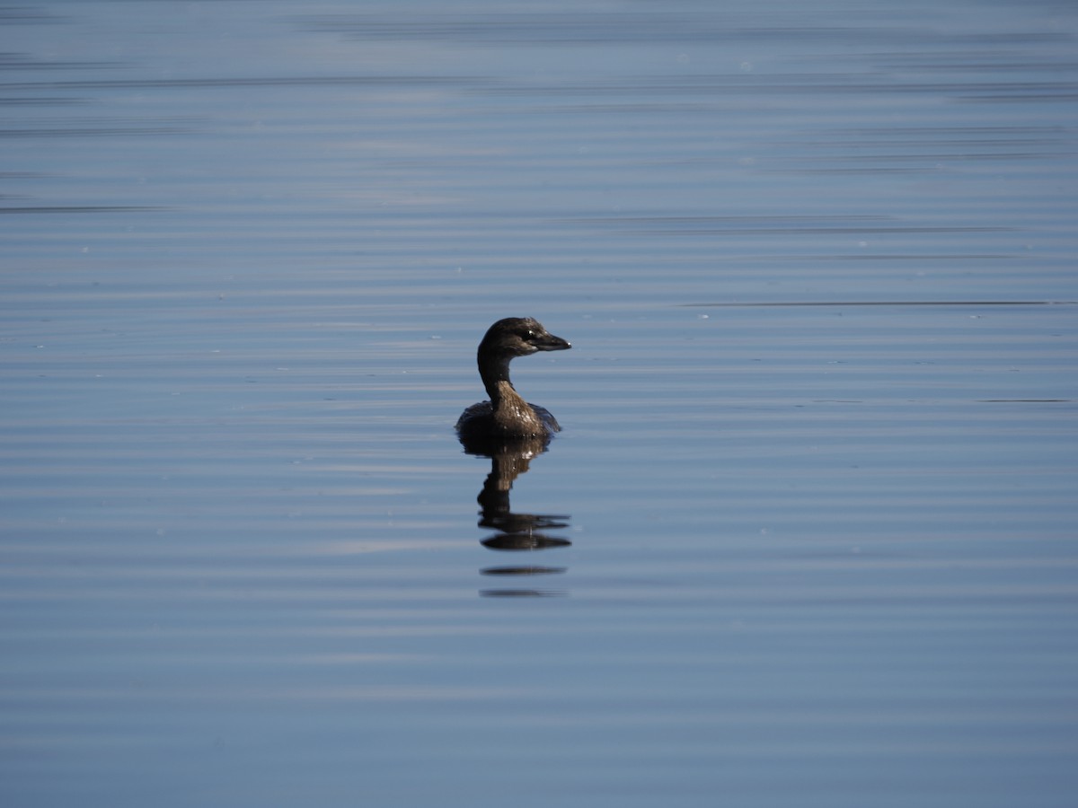 Pied-billed Grebe - ML646077736