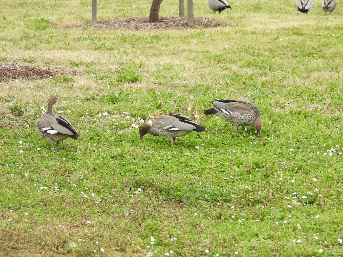 Maned Duck - ML646077737