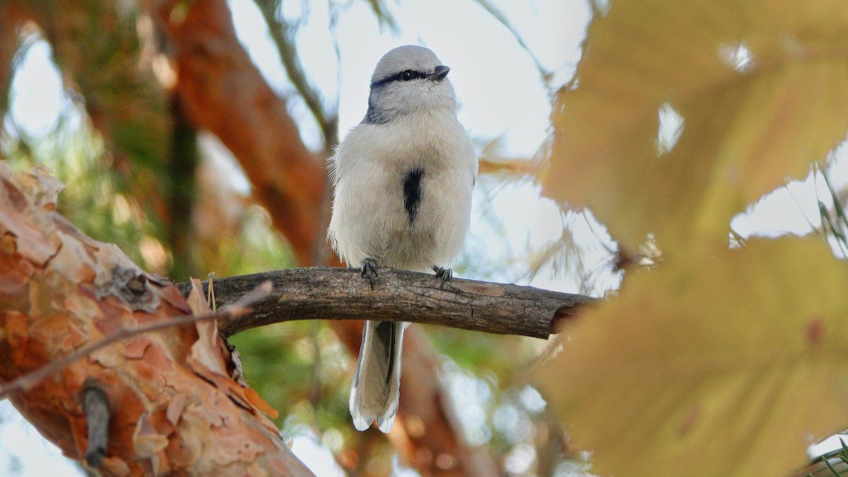 Azure Tit - ML646077738