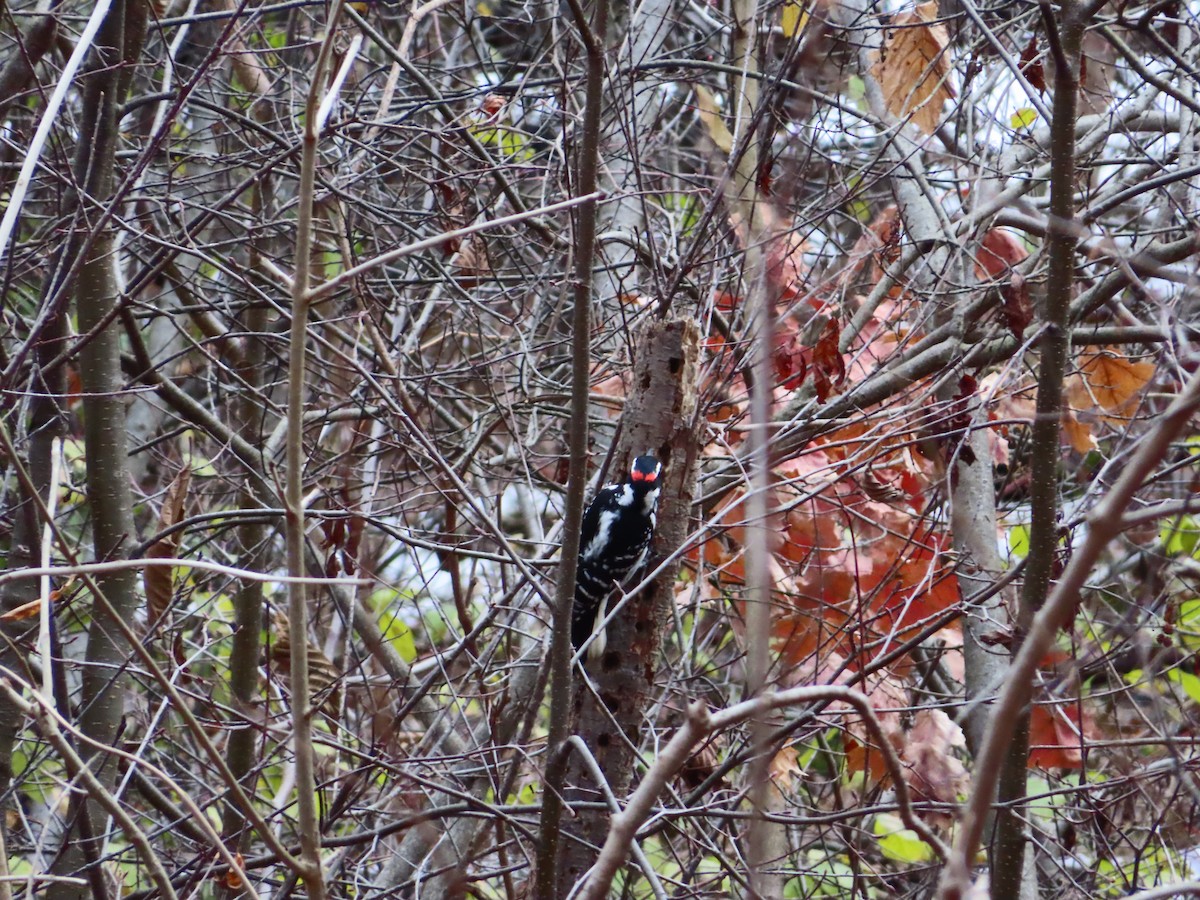 Hairy Woodpecker - ML646077751