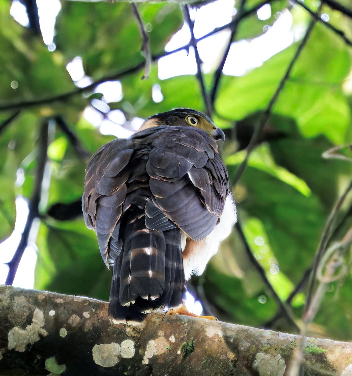 モモアカハイタカ - ML646077764