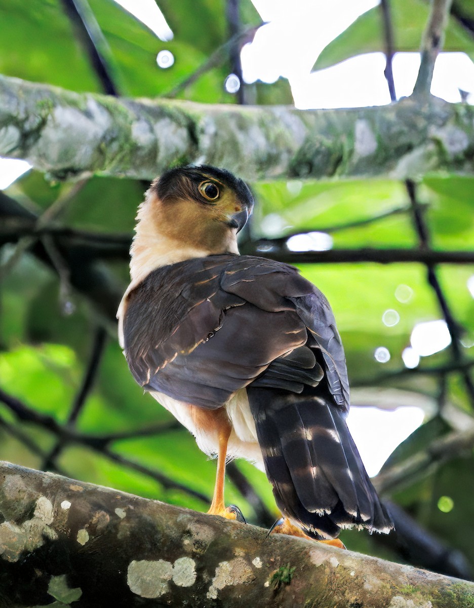 モモアカハイタカ - ML646077765