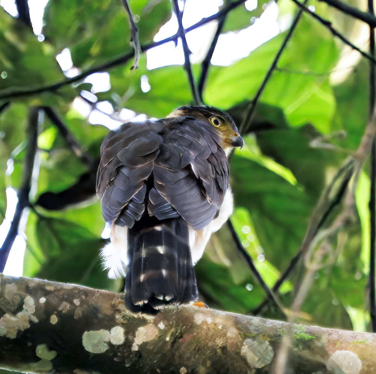 モモアカハイタカ - ML646077766