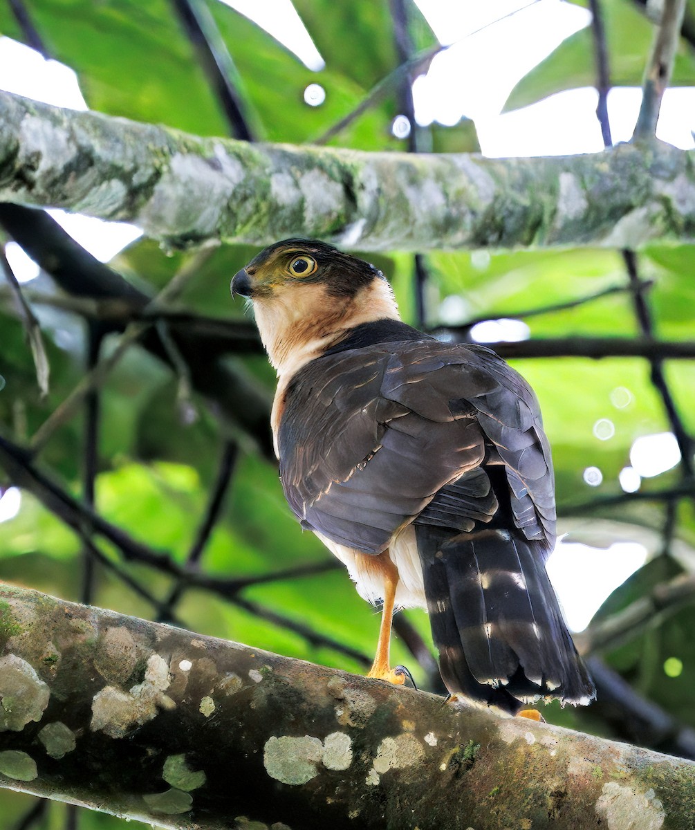 モモアカハイタカ - ML646077767