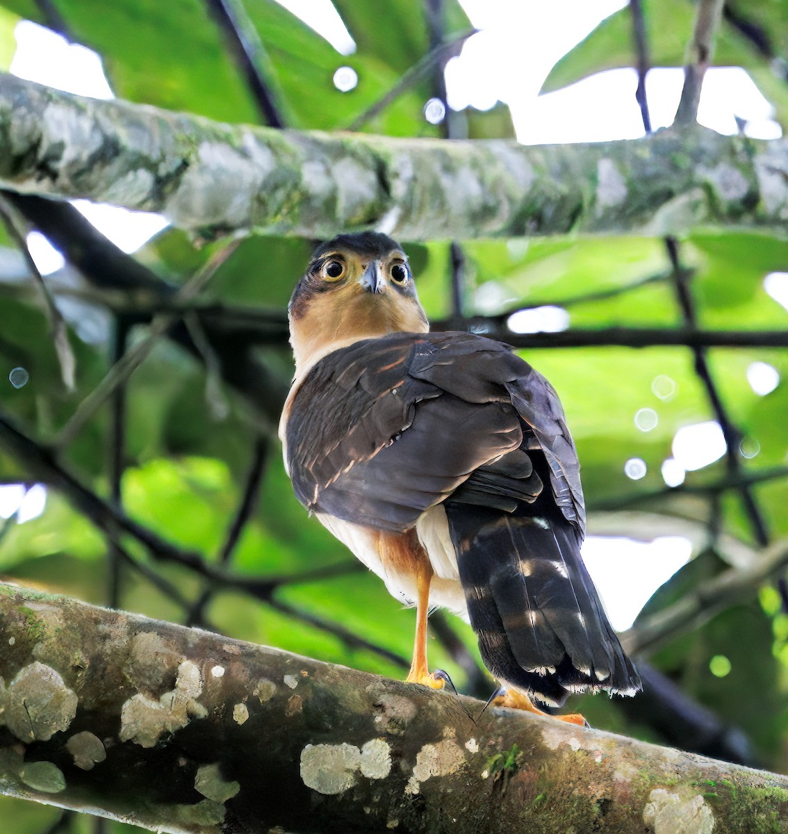 モモアカハイタカ - ML646077768