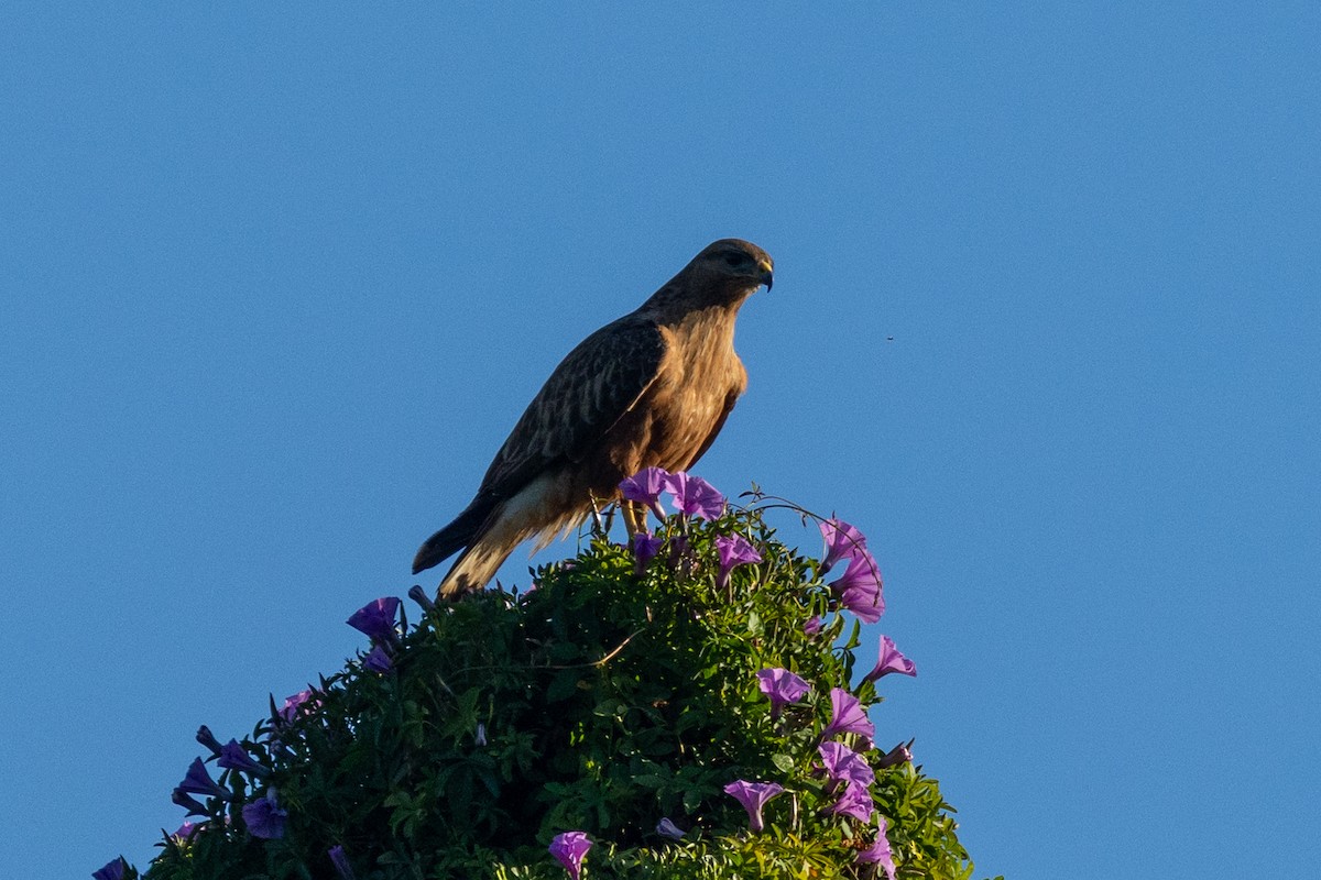 Common Buzzard (Steppe) - ML646077769
