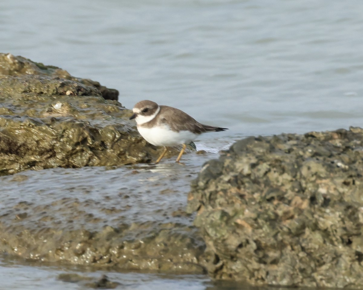 Semipalmated Plover - ML646077775