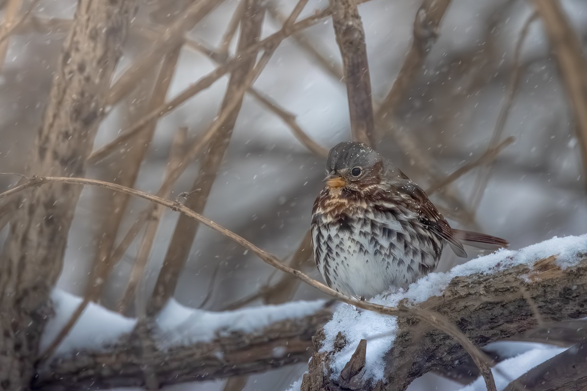 Fox Sparrow - ML646077780