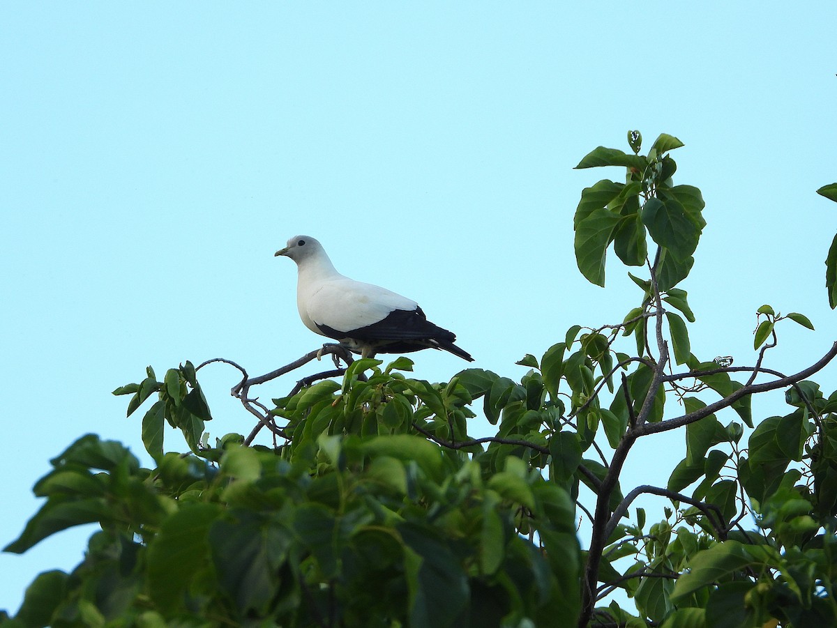 Carpophage argenté - ML646077781