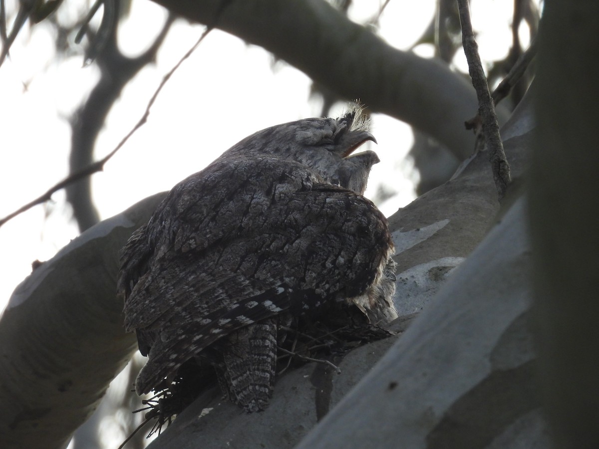 Tawny Frogmouth - ML646077783