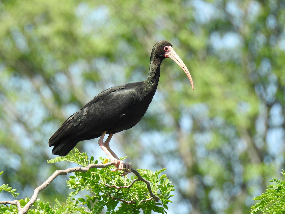 Bare-faced Ibis - ML646077794